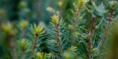 Jauna meža stādīšana un foruma noslēguma PIKNIKS