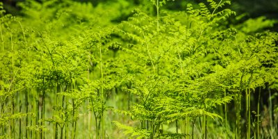 Muzikālais pārsteigums un ugunīga saliedēšanās